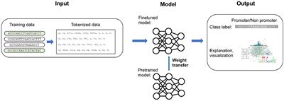 ProkBERT family: genomic language models for microbiome applications